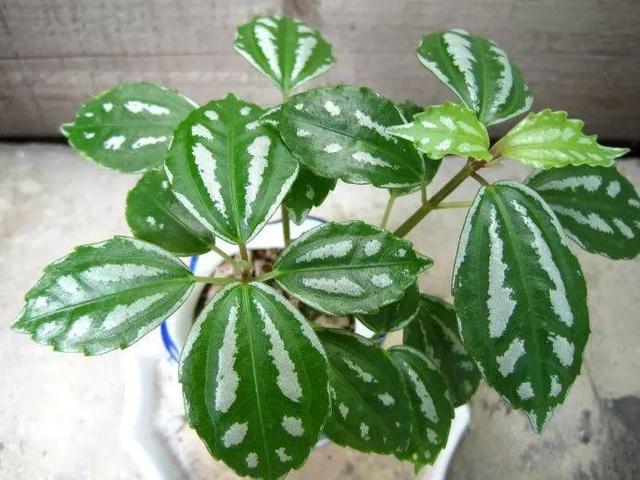 20種吸甲醛花卉，號稱綠色凈化器，清除甲醛去異味，養一盆就賺到了 