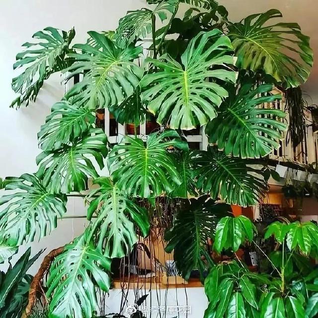 20種吸甲醛花卉，號稱綠色凈化器，清除甲醛去異味，養一盆就賺到了 
