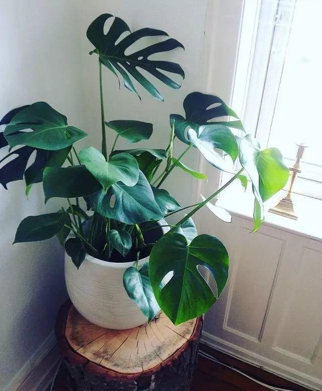 20種吸甲醛花卉，號稱綠色凈化器，清除甲醛去異味，養一盆就賺到了 