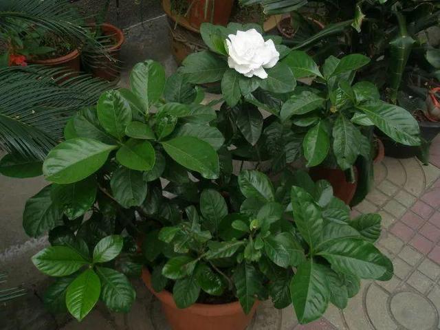 20種吸甲醛花卉，號稱綠色凈化器，清除甲醛去異味，養一盆就賺到了 