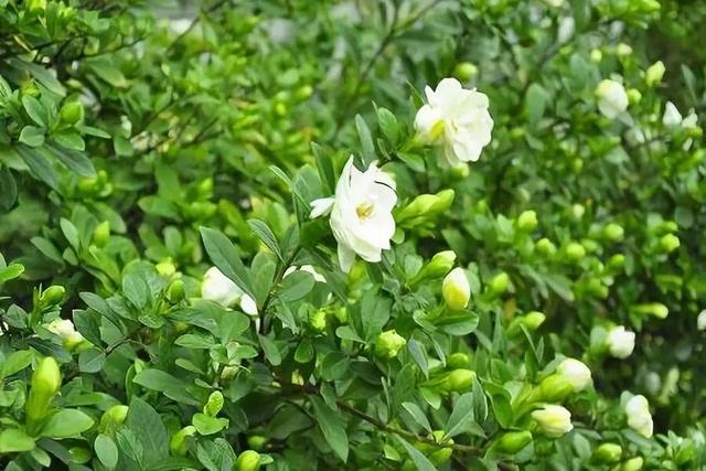 20種吸甲醛花卉，號稱綠色凈化器，清除甲醛去異味，養一盆就賺到了 