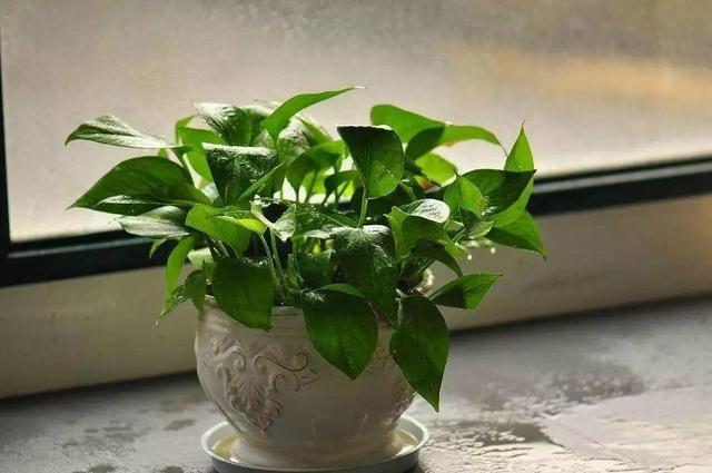 20種吸甲醛花卉，號稱綠色凈化器，清除甲醛去異味，養一盆就賺到了 