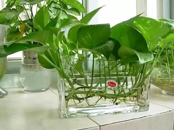 20種吸甲醛花卉，號稱綠色凈化器，清除甲醛去異味，養一盆就賺到了 