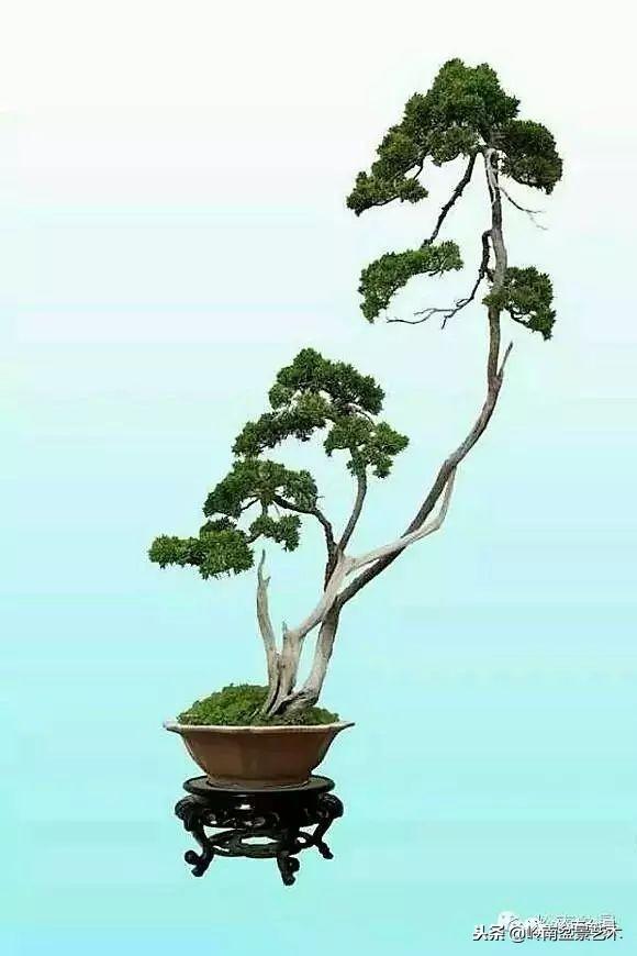 盆景的單枝成景與嶺南技法