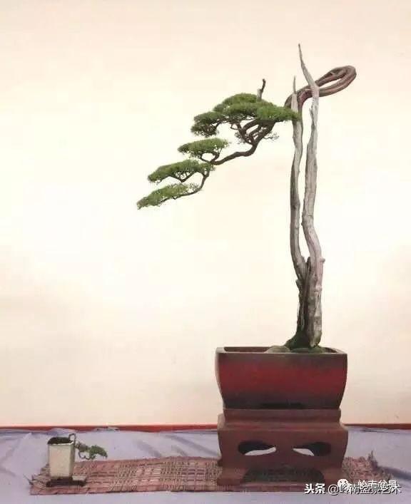 盆景的單枝成景與嶺南技法