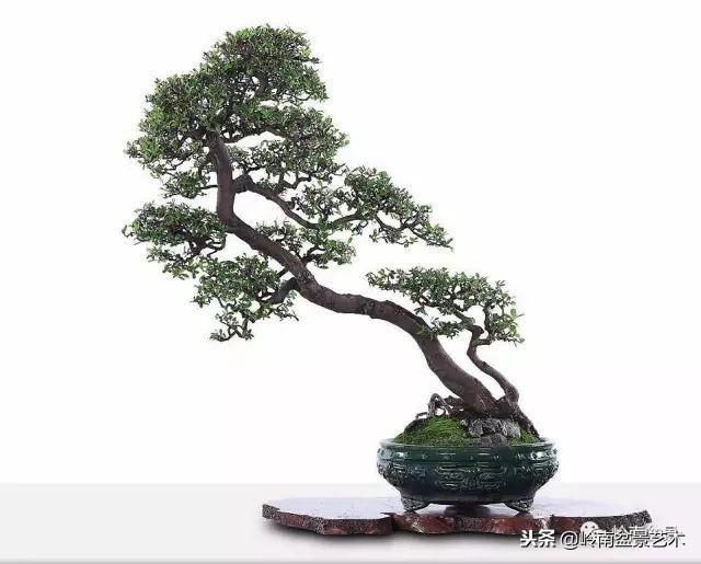 盆景的單枝成景與嶺南技法