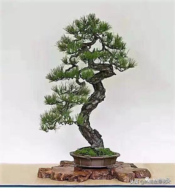 盆景的單枝成景與嶺南技法