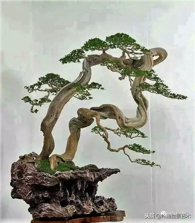 盆景的單枝成景與嶺南技法