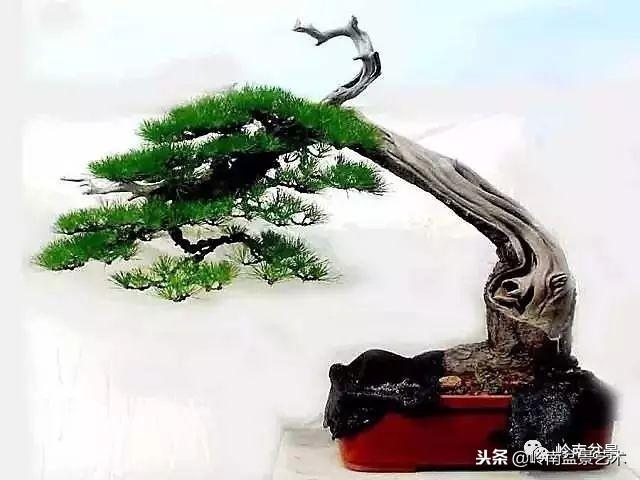 盆景的單枝成景與嶺南技法