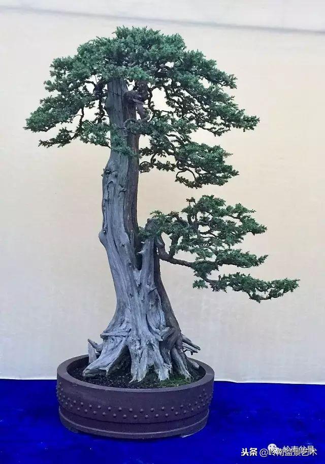 盆景的單枝成景與嶺南技法