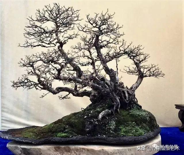 盆景的單枝成景與嶺南技法
