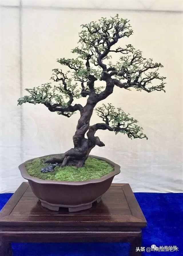 盆景的單枝成景與嶺南技法