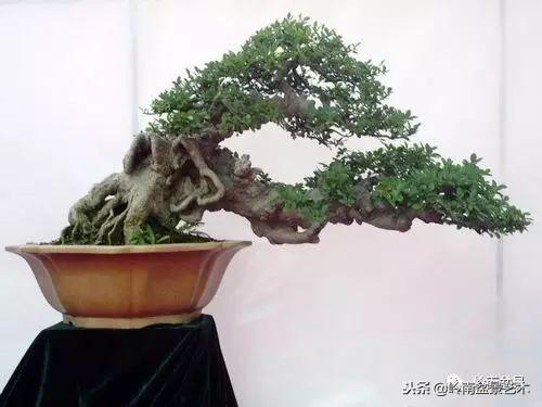 盆景的單枝成景與嶺南技法