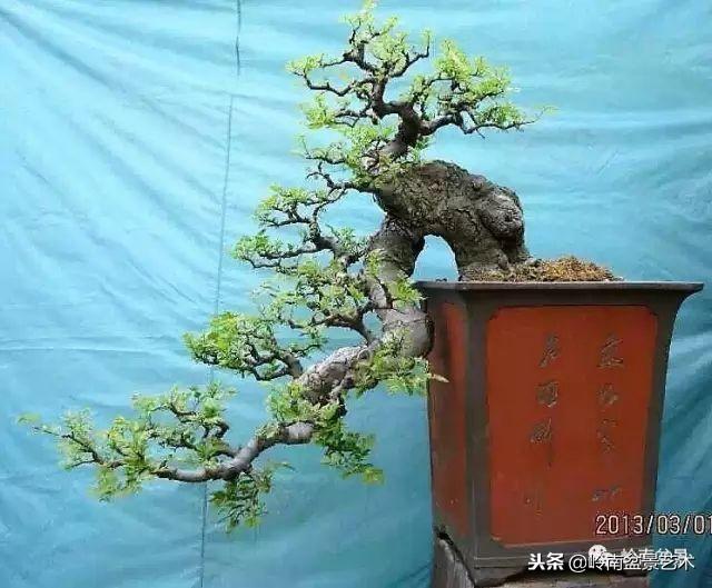 盆景的單枝成景與嶺南技法