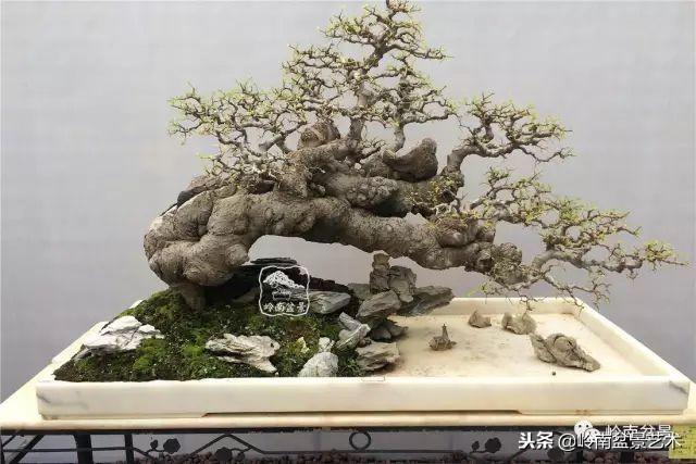 盆景的單枝成景與嶺南技法