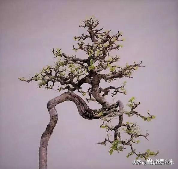盆景的單枝成景與嶺南技法