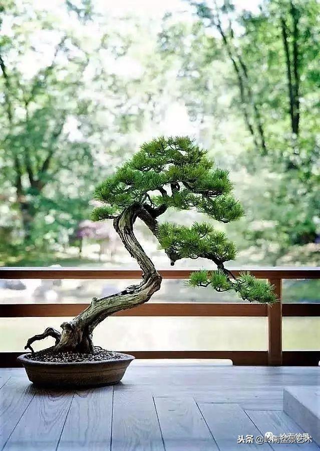 盆景的單枝成景與嶺南技法