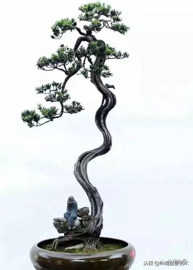 盆景的單枝成景與嶺南技法