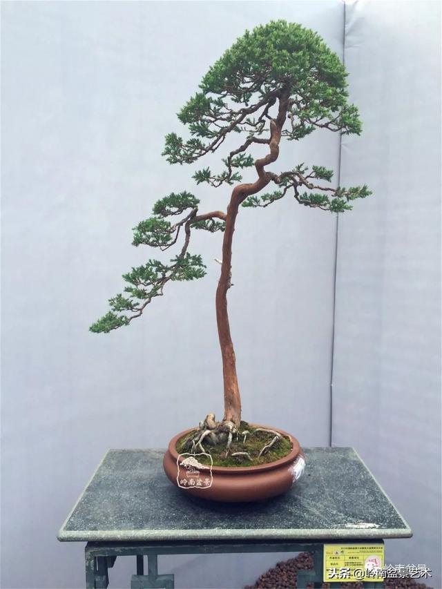 盆景的單枝成景與嶺南技法