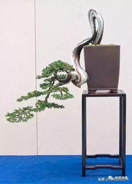 盆景的單枝成景與嶺南技法