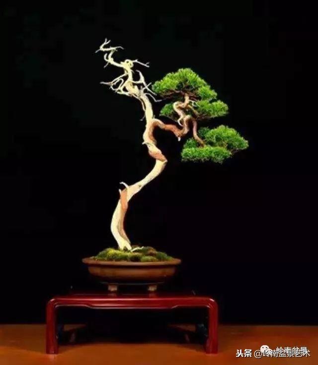 盆景的單枝成景與嶺南技法