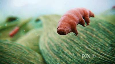 你還在相信水熊蟲是地球最強？這種生物才是現實版死侍