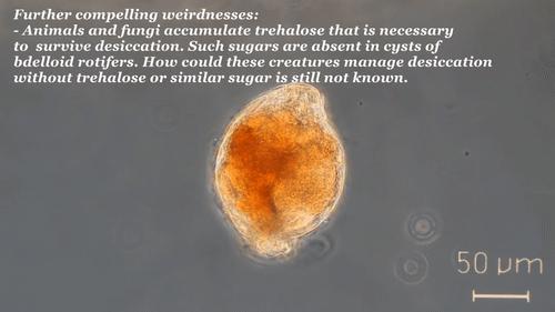 你還在相信水熊蟲是地球最強？這種生物才是現實版死侍