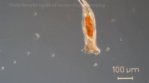 你還在相信水熊蟲是地球最強？這種生物才是現實版死侍