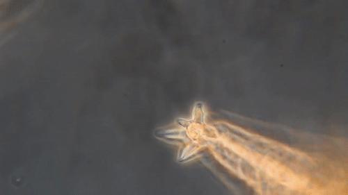 你還在相信水熊蟲是地球最強？這種生物才是現實版死侍