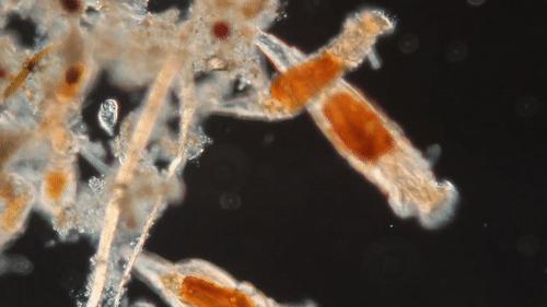 你還在相信水熊蟲是地球最強？這種生物才是現實版死侍