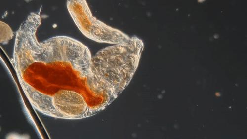 你還在相信水熊蟲是地球最強？這種生物才是現實版死侍