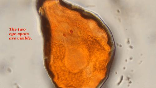 你還在相信水熊蟲是地球最強？這種生物才是現實版死侍