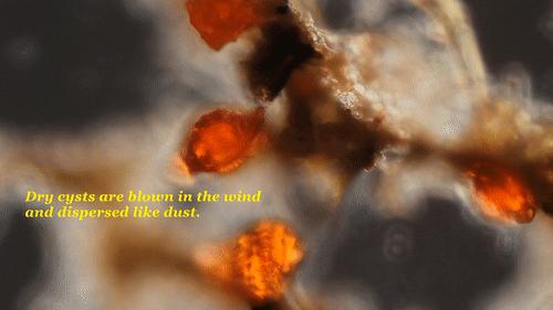 你還在相信水熊蟲是地球最強？這種生物才是現實版死侍