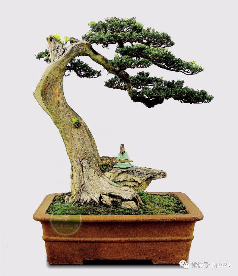 玩盆景，這六種樹一定不能少 