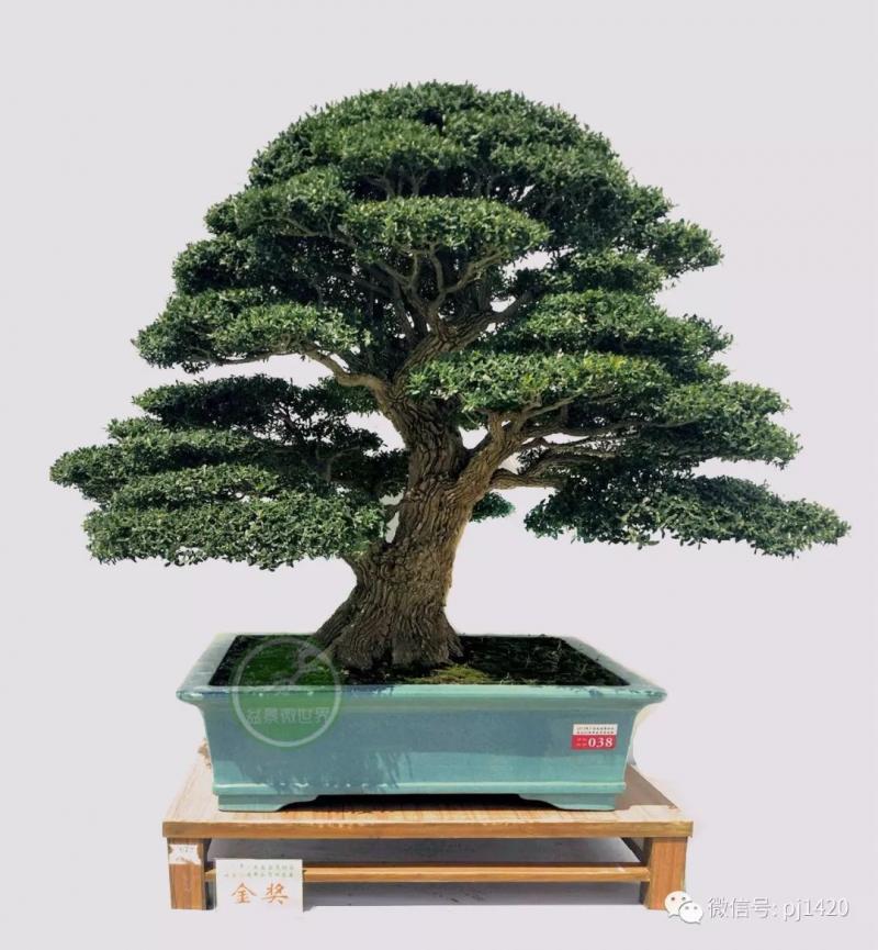 玩盆景，這六種樹一定不能少 