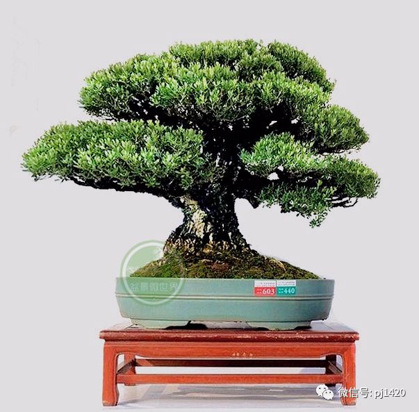 玩盆景，這六種樹一定不能少 
