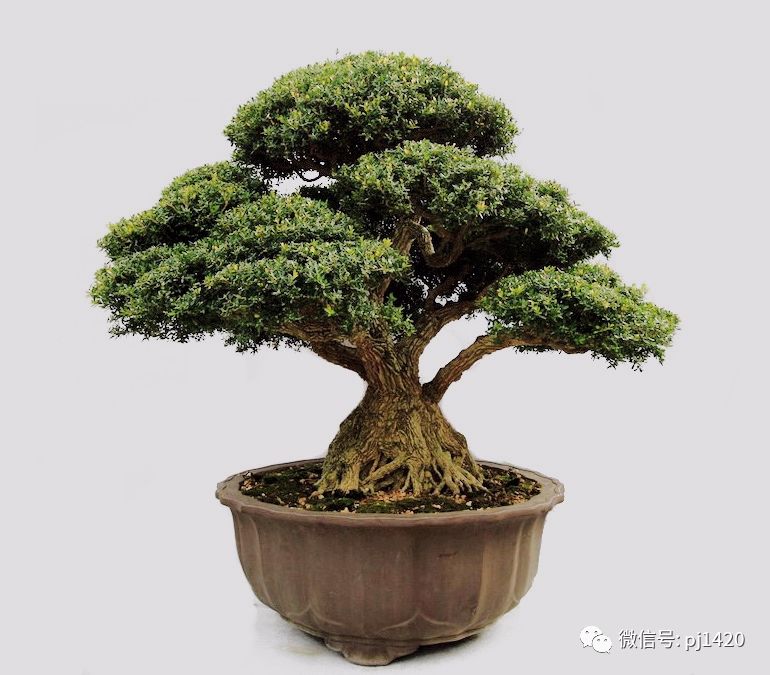 玩盆景，這六種樹一定不能少 