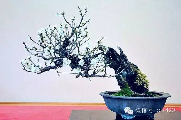 玩盆景，這六種樹一定不能少 