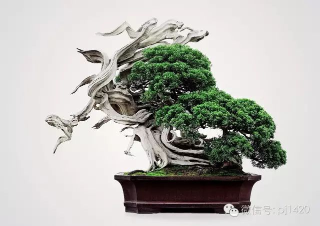 玩盆景，這六種樹一定不能少 