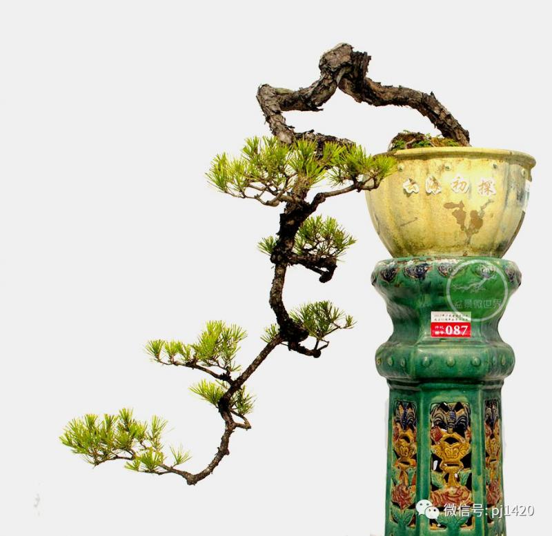 玩盆景，這六種樹一定不能少 