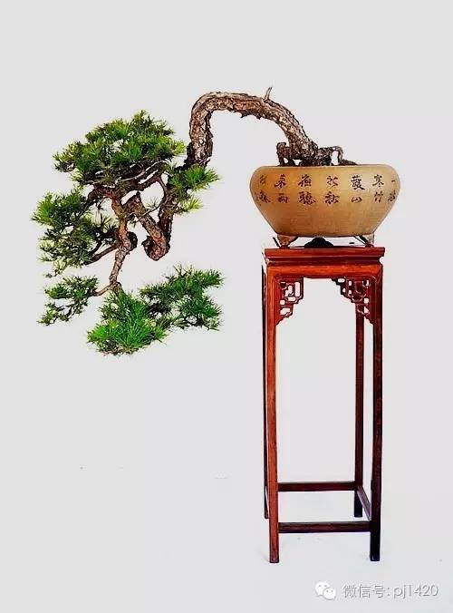 玩盆景，這六種樹一定不能少 