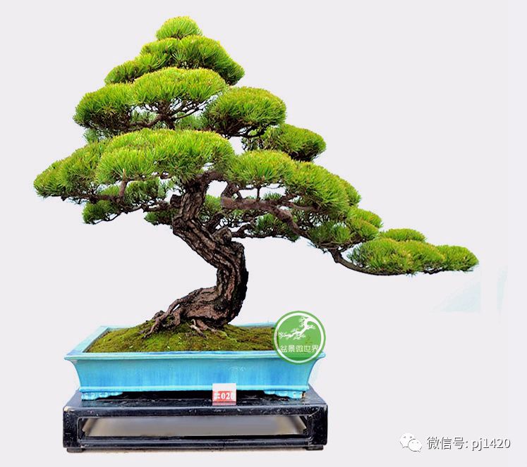 玩盆景，這六種樹一定不能少 