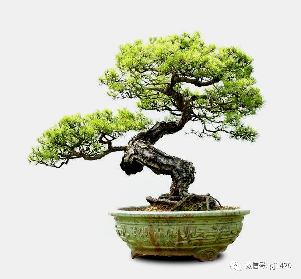 玩盆景，這六種樹一定不能少 