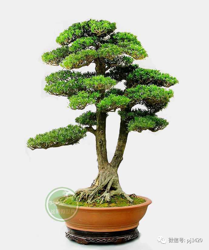 玩盆景，這六種樹一定不能少 