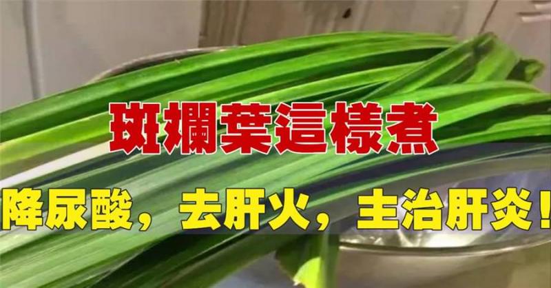斑斕葉這樣煮，可降尿酸，去肝火，還能排毒治肝炎！功效非常多！