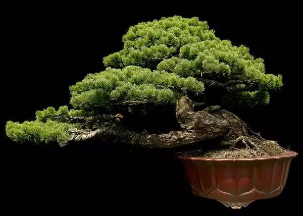 玩盆景請勿急於求成 