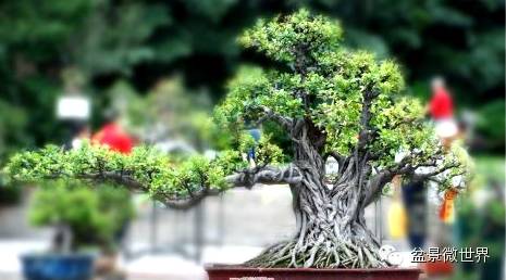 玩盆景請勿急於求成 