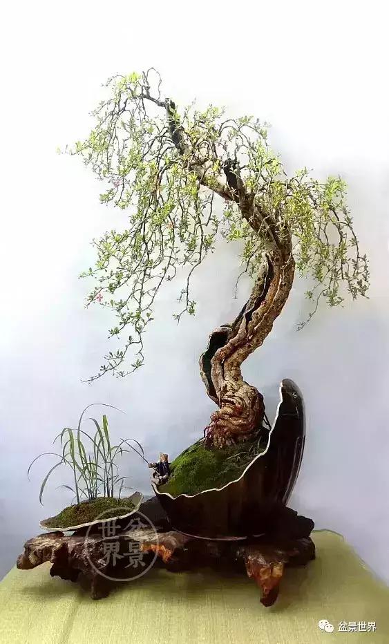 盆景造型初入門，掌握住幾個要點，然後是慢慢進化，耐心是關鍵