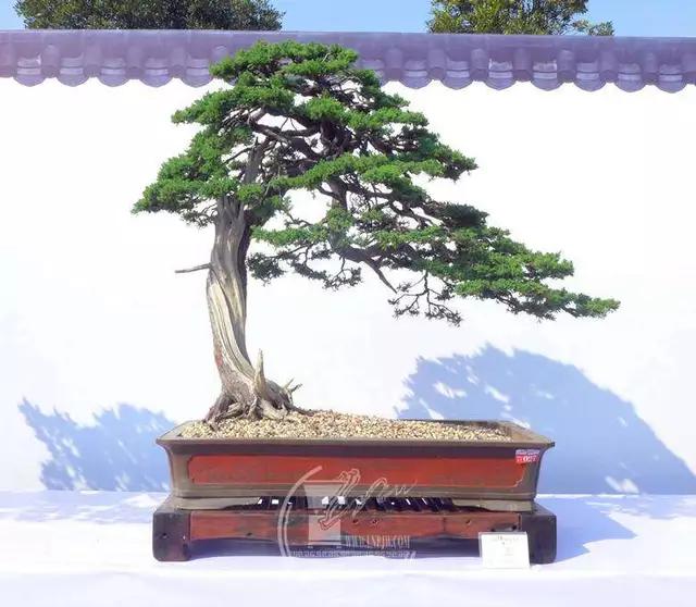 盆景造型初入門，掌握住幾個要點，然後是慢慢進化，耐心是關鍵