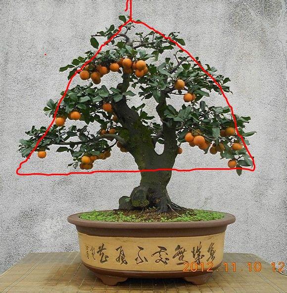 盆景造型初入門，掌握住幾個要點，然後是慢慢進化，耐心是關鍵
